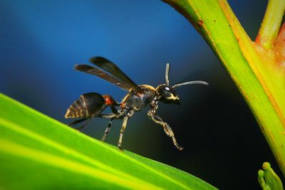 Close-up of insect on leaf