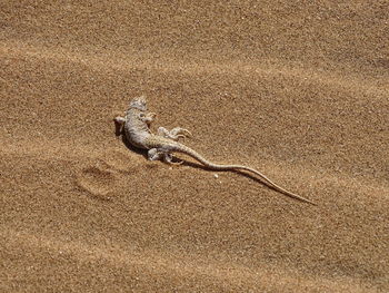 High angle view of lizard on sand at beach