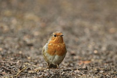 Close-up of a robin perching on a field