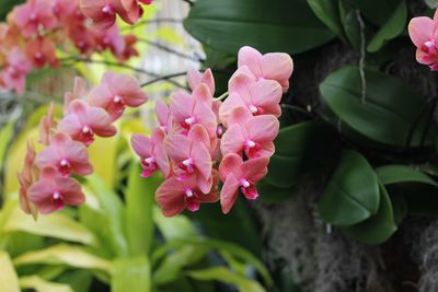 Close-up of pink flowers blooming outdoors