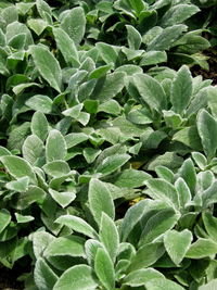 Full frame shot of green leaves