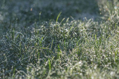 Full frame shot of grass