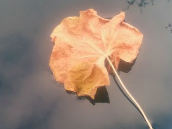 Close-up of dry leaf on water