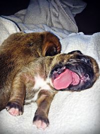 Close-up of dog relaxing