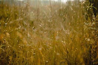 Full frame shot of crops on field