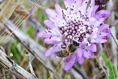 Close-up of bee on flower