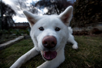 Close-up portrait of dog