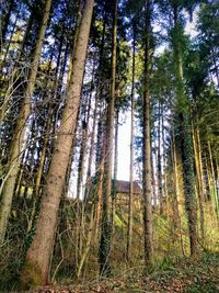 Trees in forest