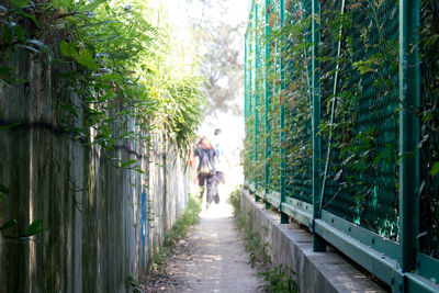 Rear view of people walking on footpath amidst trees