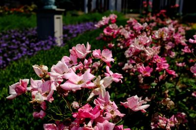 Close-up of pink flowering plants in park