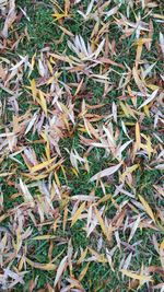 Full frame shot of grass on field