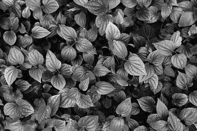 Full frame shot of leaves