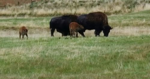 Sheep grazing on grassy field