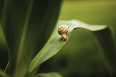 Close-up of snail on plant