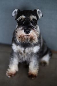 Close-up portrait of dog