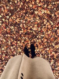 Low section of person standing on autumn leaves