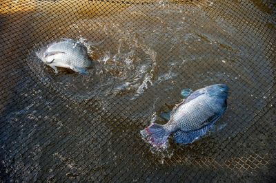 High angle view of fish in sea