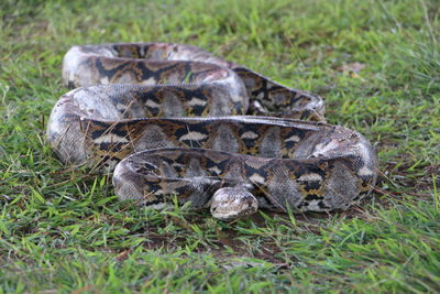 Close-up of snake on field