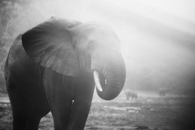 View of elephant on land