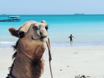 View of camel on beach