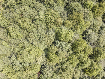 Full frame shot of tree in forest