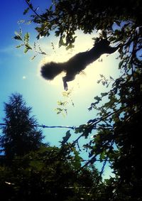 Reflection of trees in water