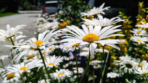 Close-up of white daisy flowers