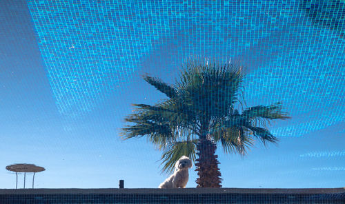 Low angle view of palm tree against blue sky