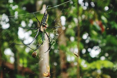This spooky wood spider ,so good food indonesia vietnam