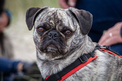 Close-up of a pug 