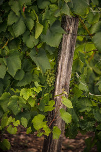 Close-up of lizard on tree