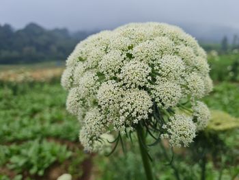 Close-up of fresh green leaves