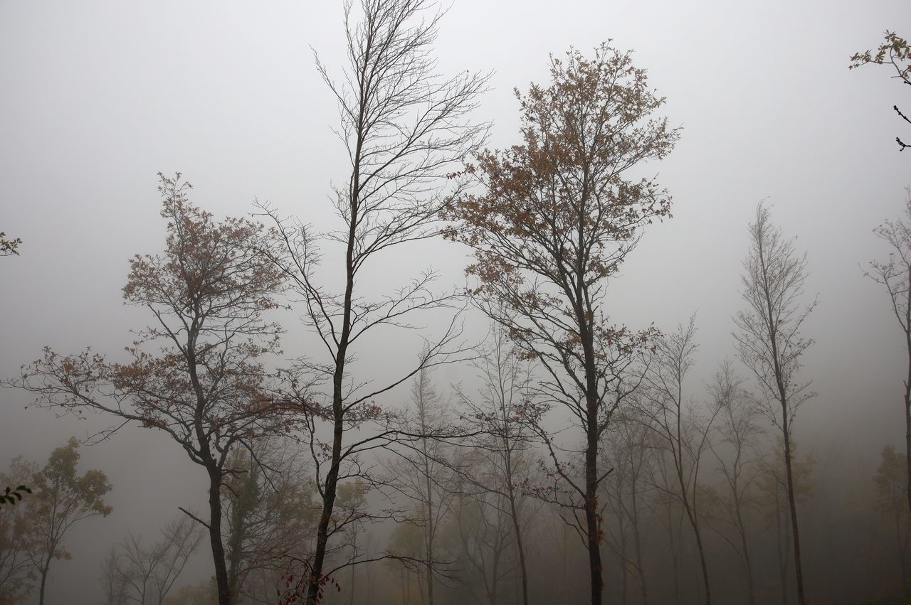 LOW ANGLE VIEW OF SILHOUETTE PLANTS AGAINST SKY