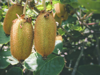 Close-up of fruit growing on tree