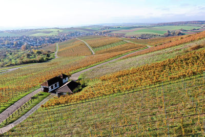 Scenic view of agricultural field against sky
