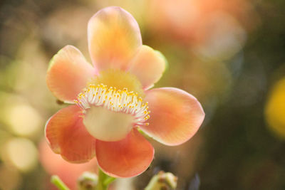 Close-up of yellow flowering plant