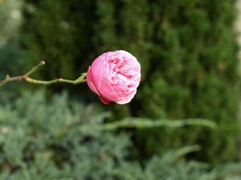 Close-up of pink rose