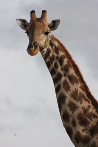 Closeup portrait of wild angolan giraffe inside etosha national park, namibia.