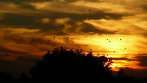 Low angle view of silhouette trees against sky during sunset