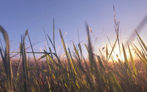 Close-up of stalks in field against clear sky