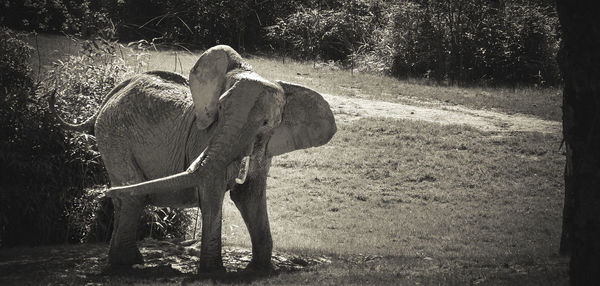 View of elephant on field