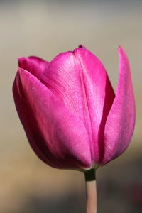 Close-up of pink tulip