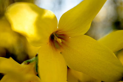 Close-up of yellow flowering plant