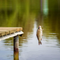 Duck swimming in a lake