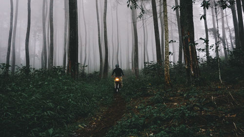 Man riding motorcycle amidst trees in forest during foggy weather