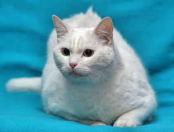 Close-up portrait of white kitten