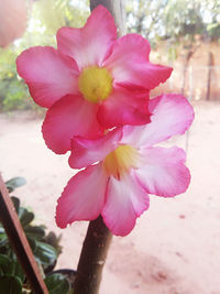 Close-up of pink flower