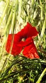 Close-up of red hibiscus on plant