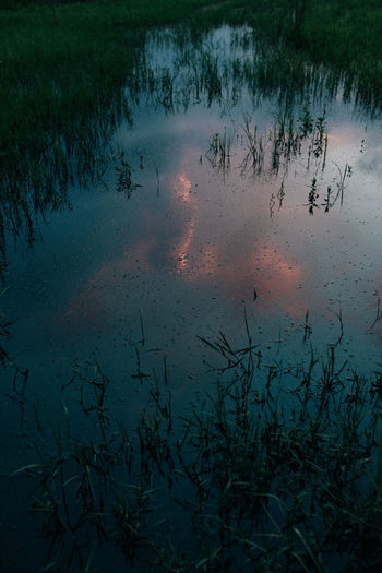 REFLECTION OF PLANTS IN LAKE