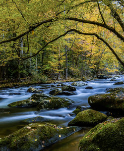 Scenic view of river stream amidst trees in forest